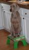 Cooper on a Stool